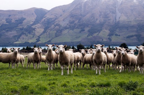 Five Weird Facts You Probably Didnt Know About New Zealand 1213